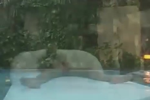plow By The Poolside